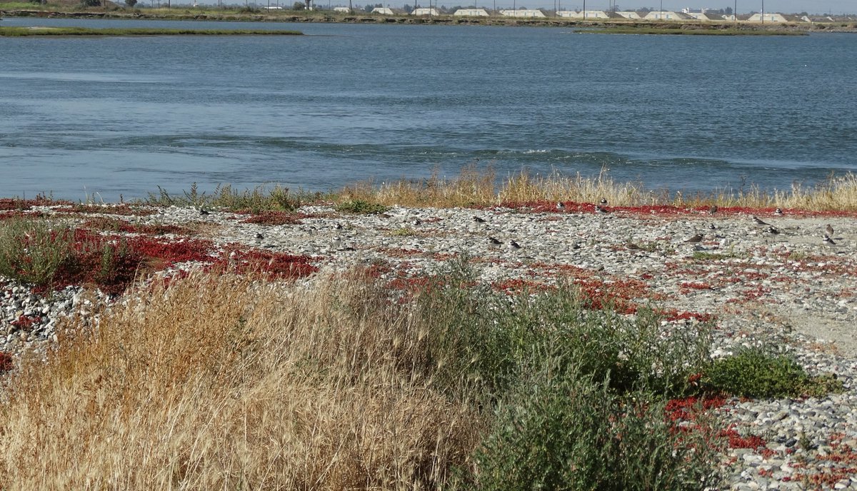 edaudubon's tweet photo. To compensate for no Least Tern photos, here are Killdeer chicks at the Seal Beach Refuge.  Can you find them all in the rocks? https://t.co/ScSMNbie1h