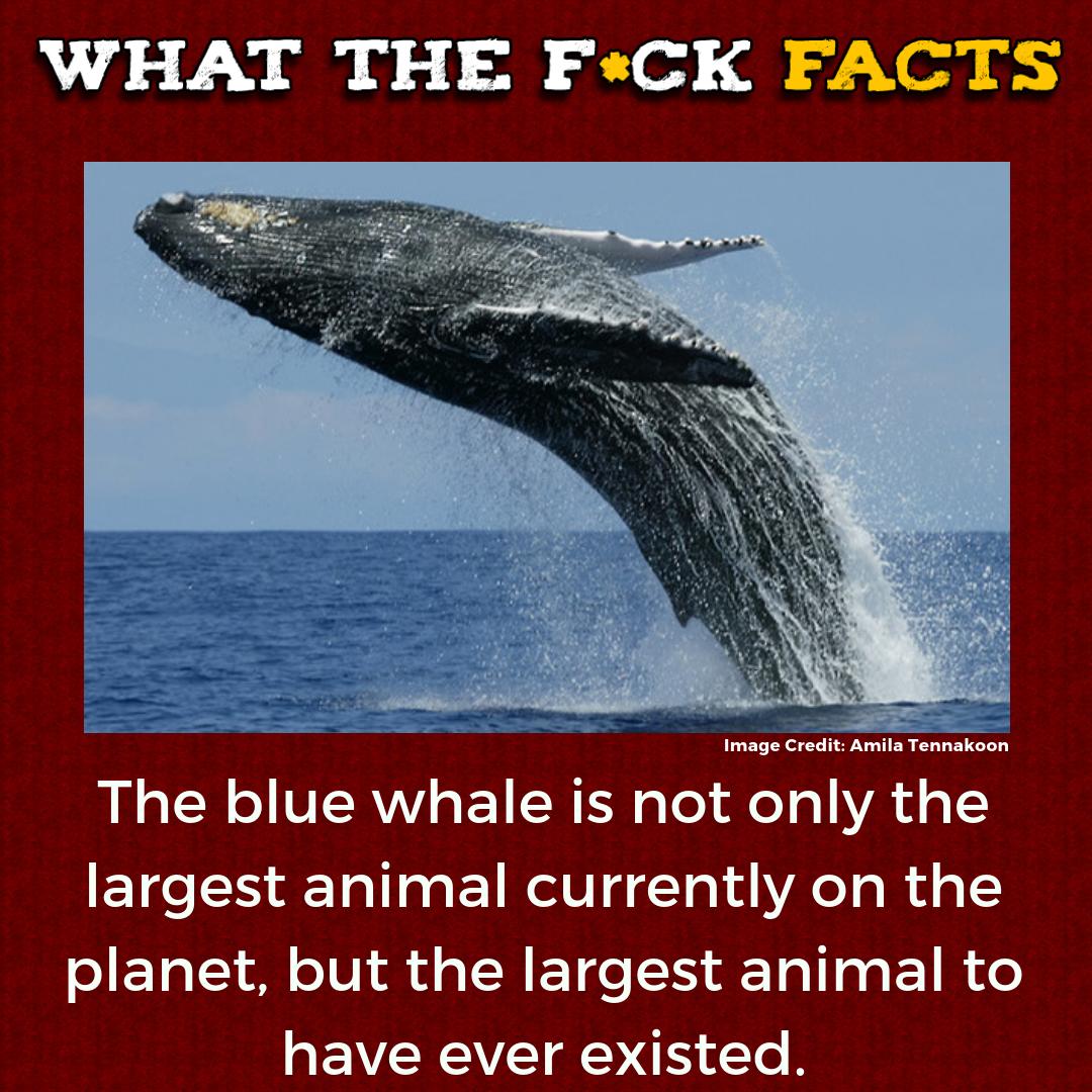 What The F*** Facts (@whattheffacts) on Twitter photo 