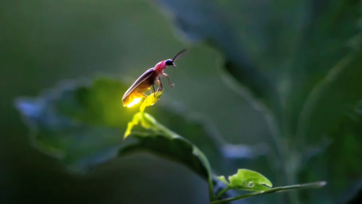 indieowlpress's tweet photo. “The difference between the almost right word and the right word is really a large matter; ’tis the difference between the lightning bug and the lightning.”
― Mark Twain, The Wit and Wisdom of Mark Twain
#Lightningbug
#Firefly
#Glowbug https://t.co/uxObVn9Vmh