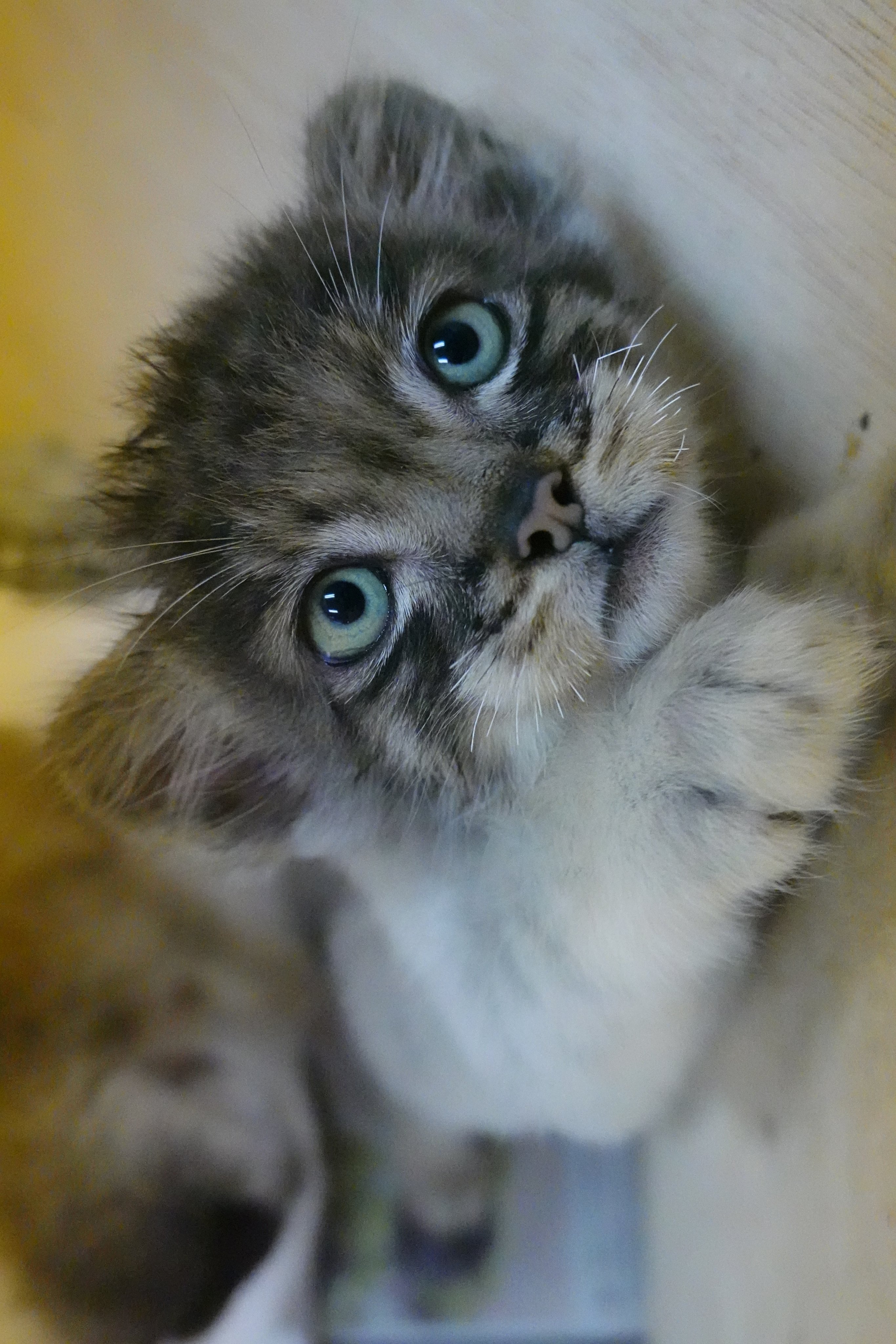 マヌルネコ マヌルネコ ぬいぐるみ 猫 ぷちまる アミューズ AMUFUN