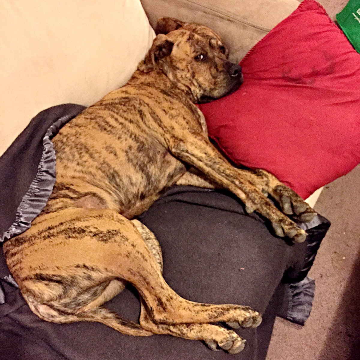 LSnuggler tweet picture