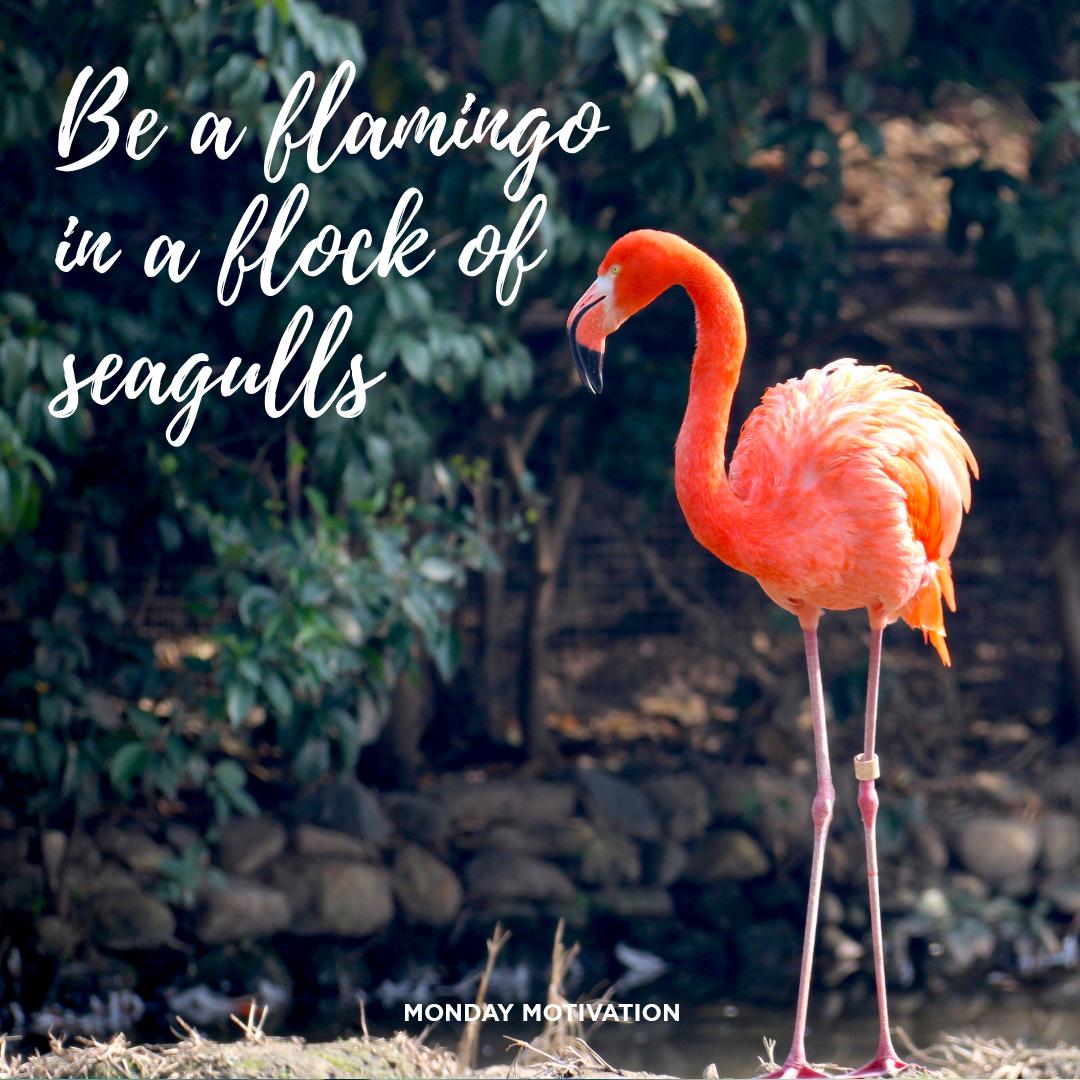 HelloFastwalker's tweet image. Be more flamingo today 👌 

#MondayMotivation #NewWeek