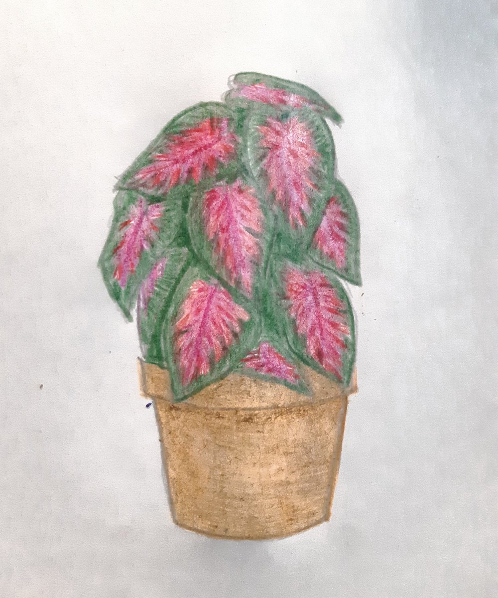 Jensartden's tweet photo. Do you enjoy gardening?
Day 40 -100 Days of Sketching - Red Plant
This is a Caladium, or Red Flash plant, native to Brazil. I know a lot of it's pink but since it's a hue of red I opted to draw one.
#100daysofsketching #redplant #redfoilage https://t.co/inZK6yxbYH