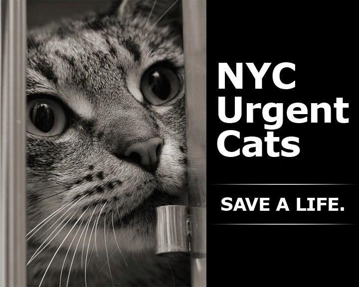 PeterAskin1's tweet photo. Twelve gorgeous kitties in #NewYork are on the NYC ACC kill list for Tuesday 06/11 & need your help! There are a dozen stories to be told each (hopefully) with a happy ending! Help them live to tell them! Pledge/share/save! VERY URGENT!
https://t.co/kMquLqqL5v https://t.co/bIUtR3E3yK