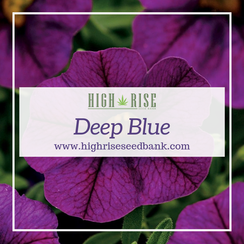 highriseseed tweet picture