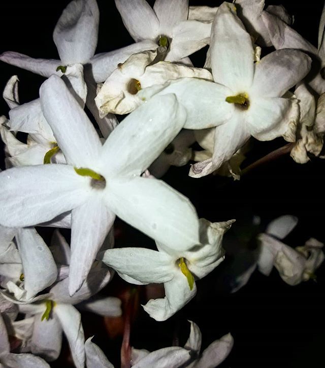 ¿Será delito llevárselas a casa por el aroma?

#jazmindelavecina #jasminumpolyanthum #aroma #aromaajazmin #alpaso #secruzo #flor #jasmine #flower #picofnight bit.ly/2WXFwNR