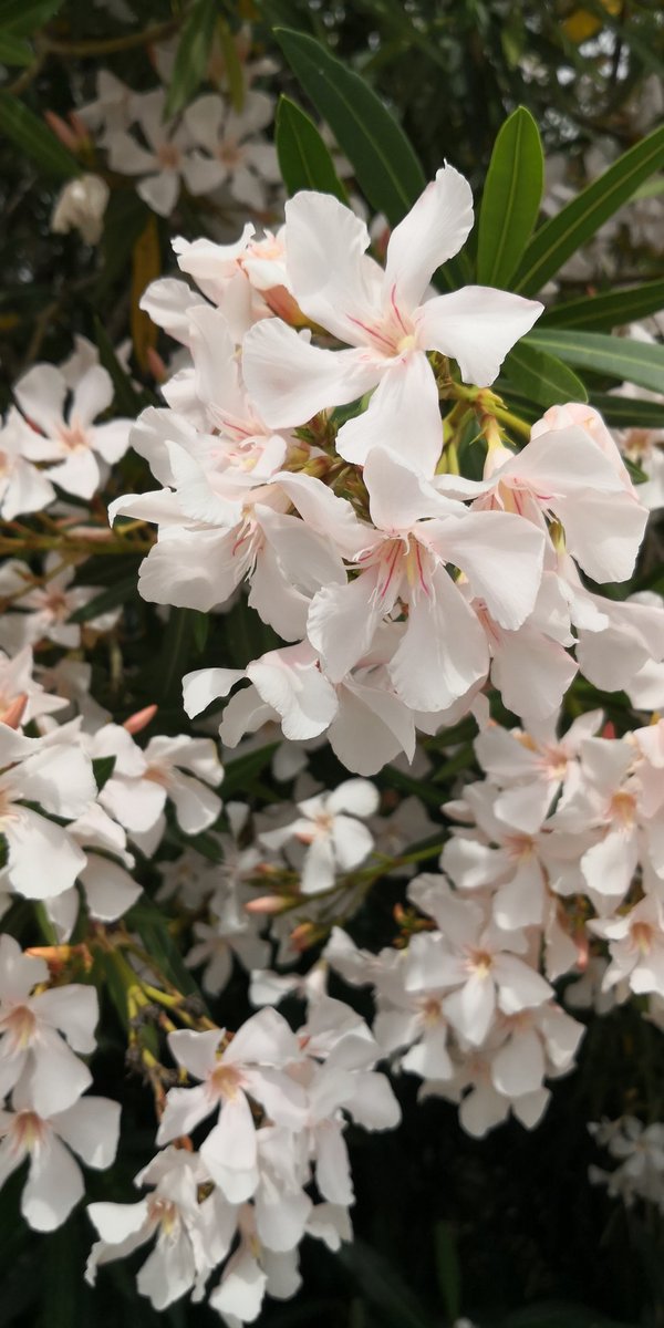 viaggilink's tweet photo. #flower #flowers #nature #spring #photography #love #art #beautiful #naturephotography #garden #flowerstagram #photooftheday #like #instagood #follow #green #photo #macro #plant #pink #plants #rose #floral #flores #sun #instagram #picoftheday #fashion #blossom https://t.co/rrwVk82XzQ
