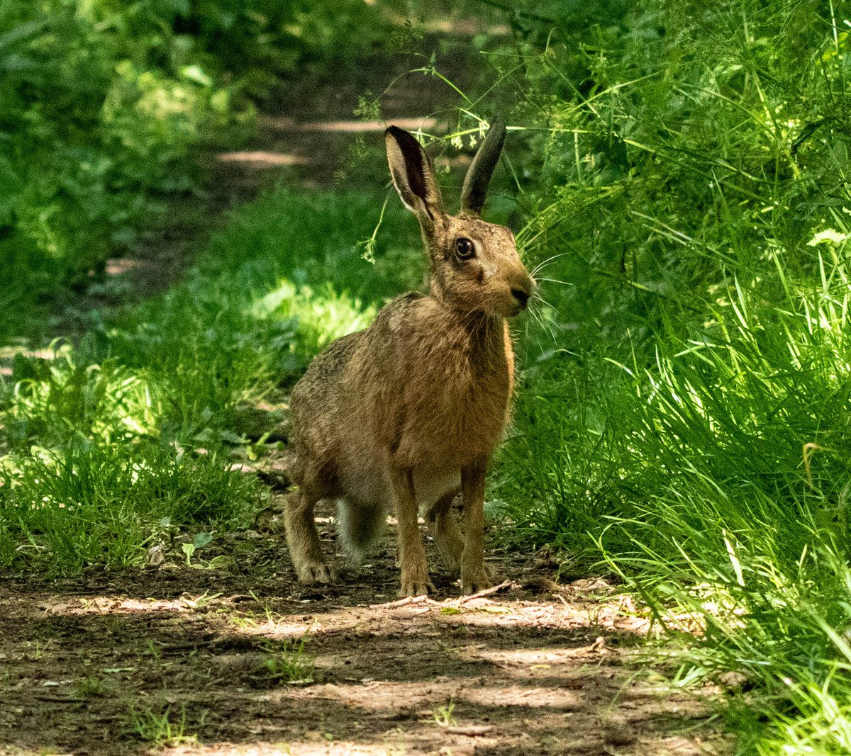 GalleryWild's tweet photo. Hello Mr Hare !! #Springwatch #wildlifephotography #naturelovers https://t.co/gXhTqCsrNT