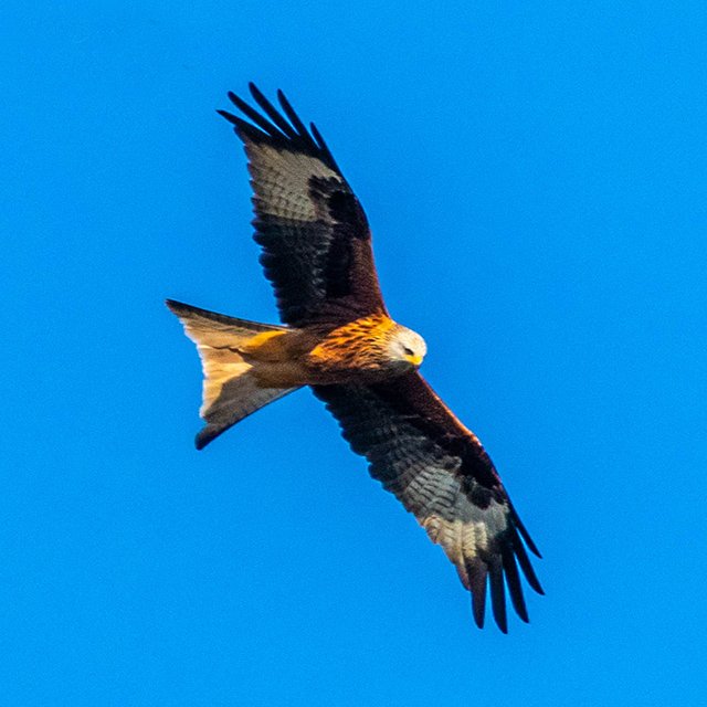 GalleryWild's tweet photo. My favourite type of KITE no string attached. #Springwatch #wildlifephotography #naturelovers https://t.co/8uVE6YW06q