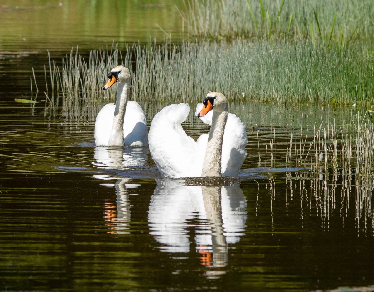GalleryWild's tweet photo. Swans are so majestic. #wildlifephotography #springwatch #naturelovers https://t.co/0M3ANORN17