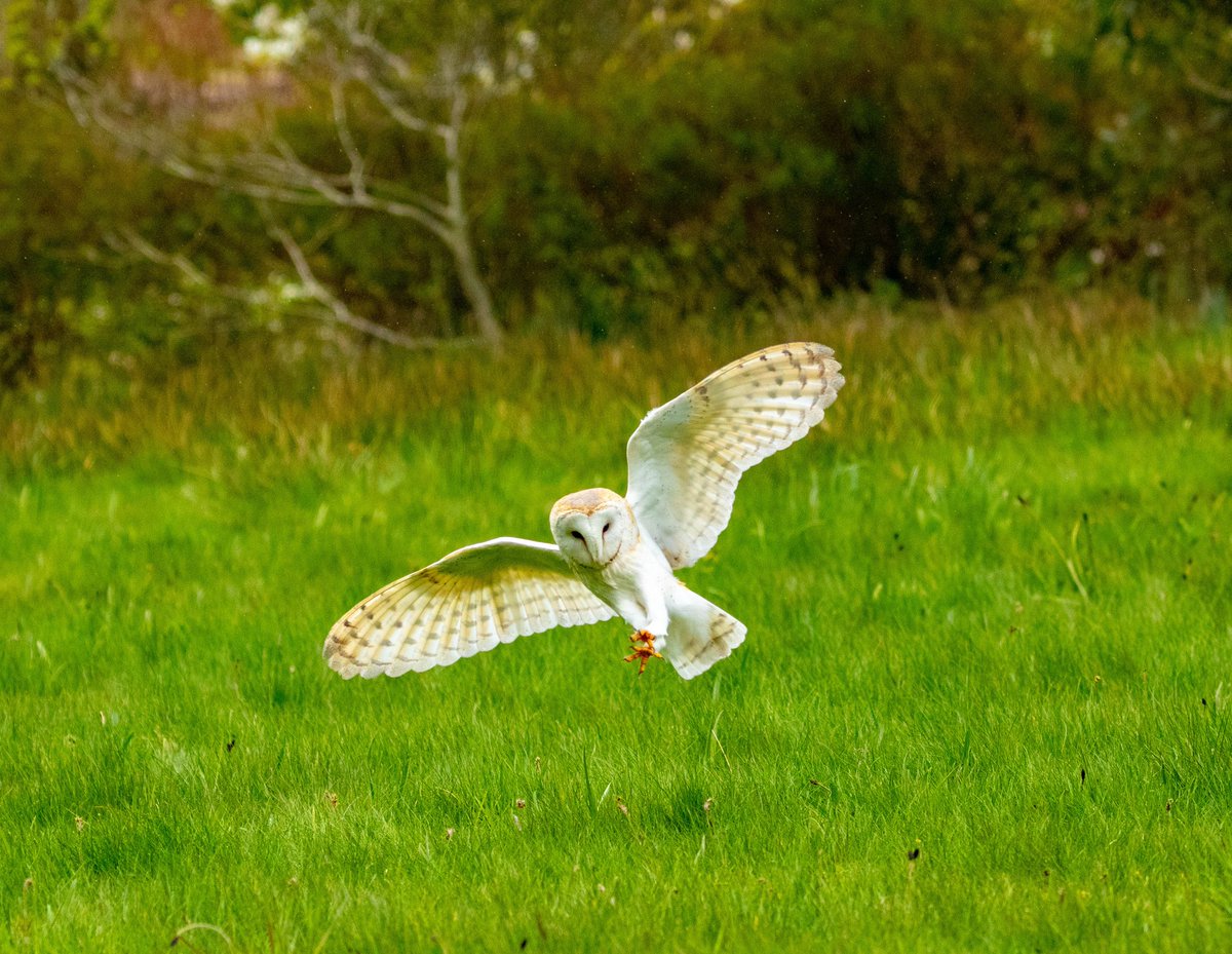 GalleryWild's tweet photo. The very beautiful Barn Owl. #wildlifephotography #springwatch #naturelovers https://t.co/1uNYsYbwF5