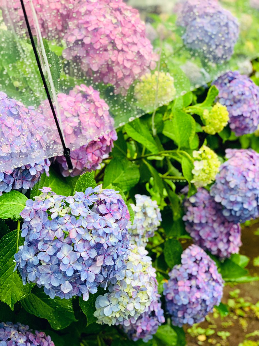 ag0NAOE's tweet photo. 雨が降っているので日課の散歩が憂鬱だったけど、紫陽花がとても綺麗でした🙃 https://t.co/6tBQ1czYNW