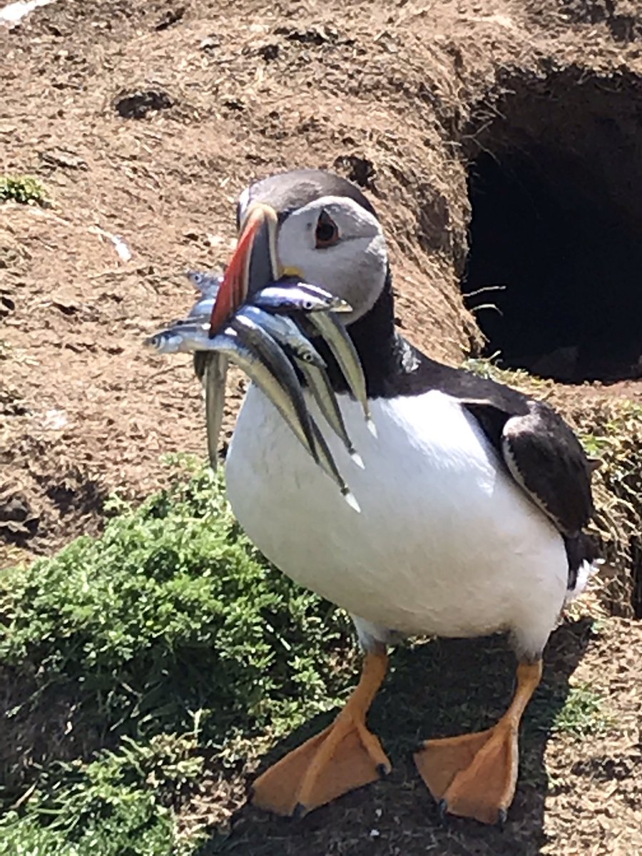 Yesterday, me & my Mum visited an island to see some small feisty sea birds. It was a day I will never forget. These birds are being wiped out by climate change as their food source is moving away. Wonderful work by the @WTSWW on Skomer with brilliant volunteers. #savethepuffins