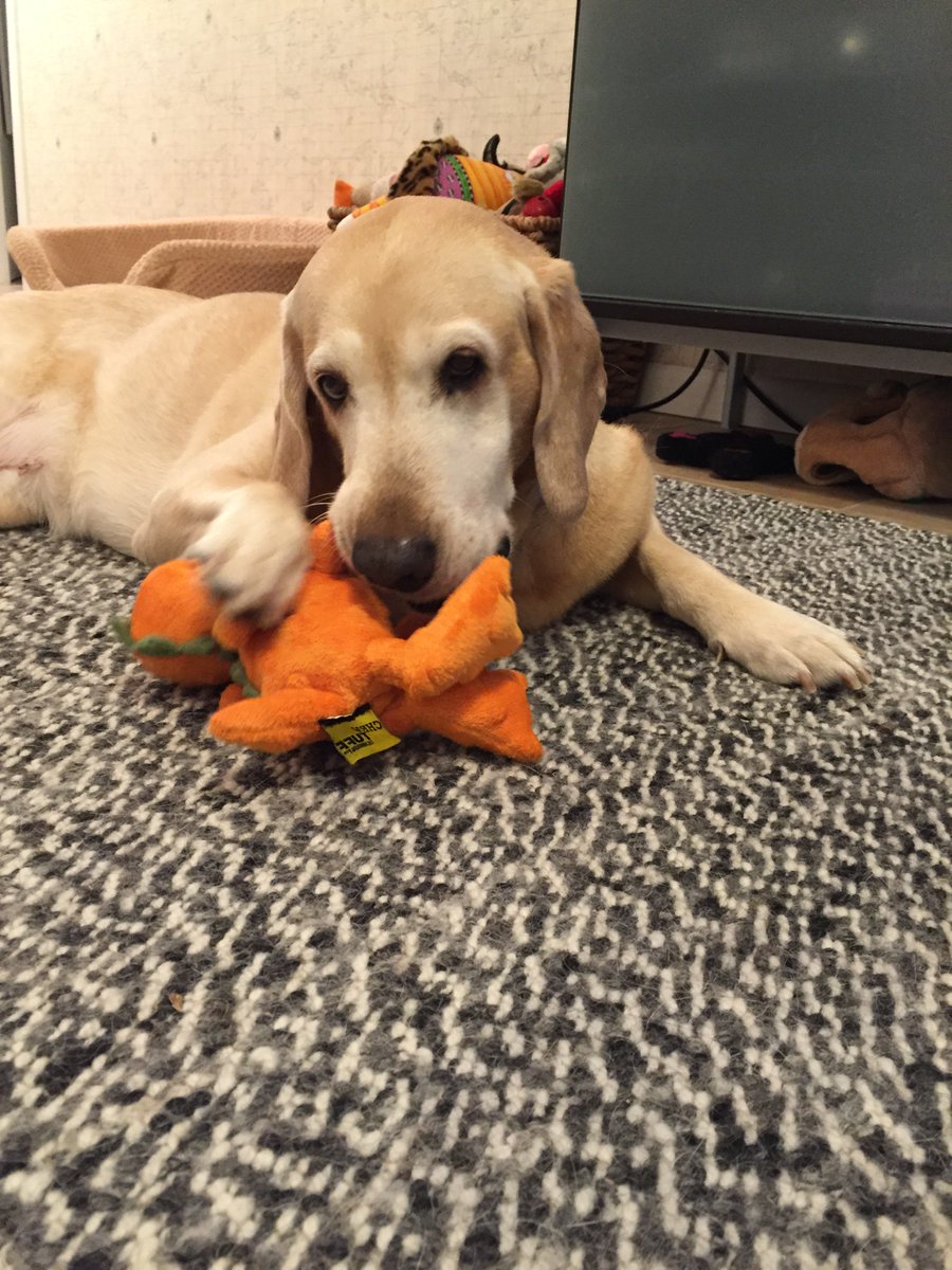 PigletteLaB's tweet photo. @Gusterbear Yes. Was pixifave. #missingpixie https://t.co/KuobSfysem