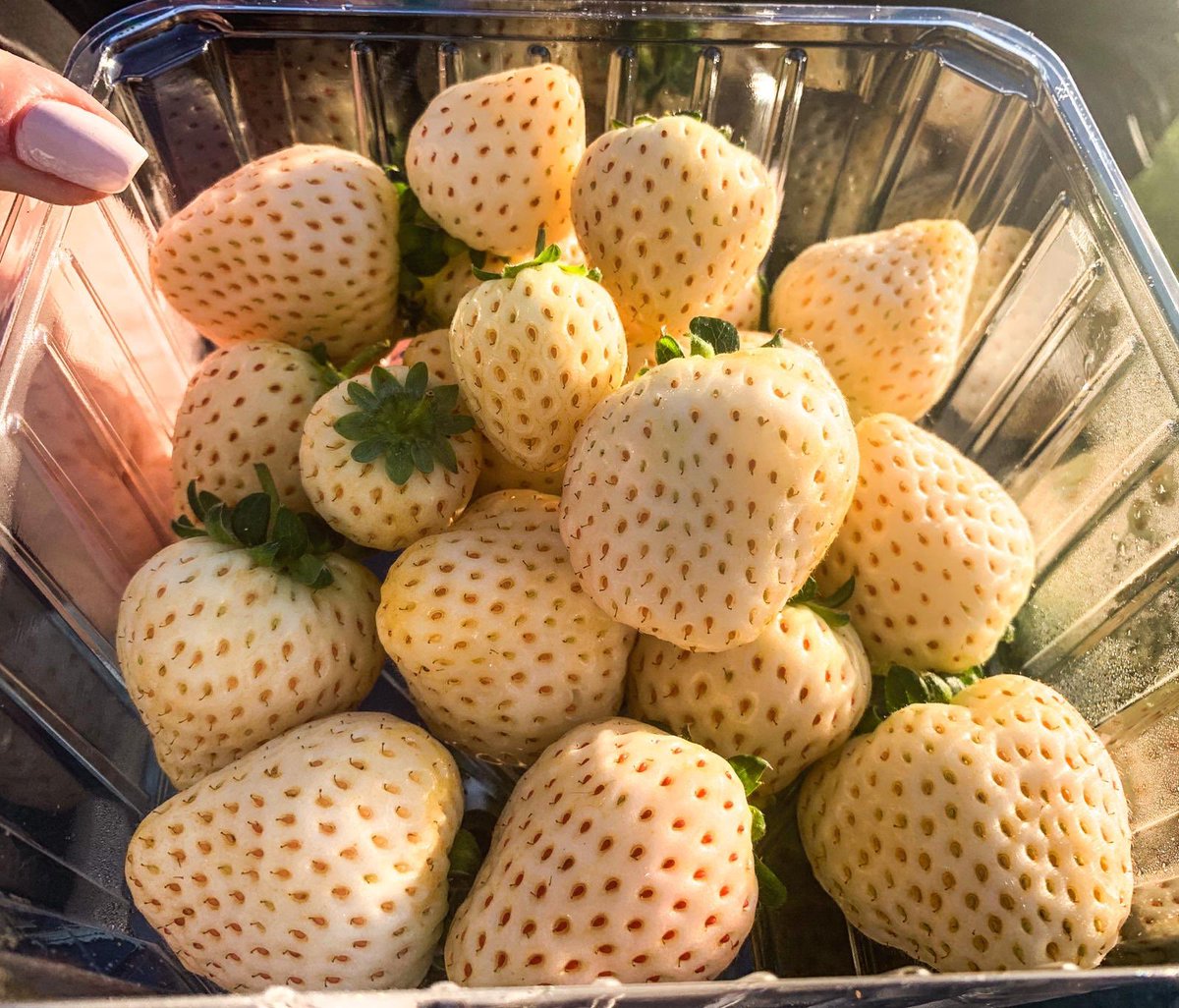 Земляника Fragaria Pineberry ananassa Eliany