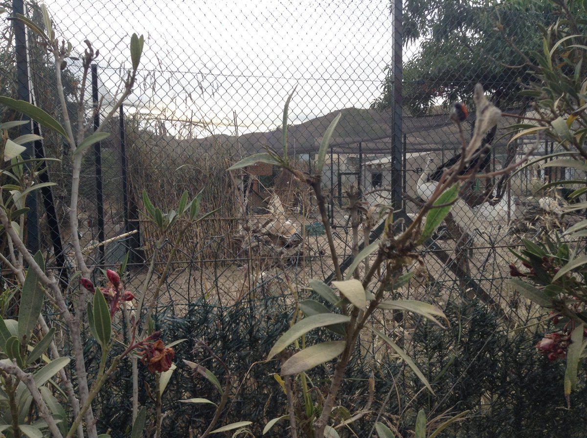 dibbdibb tweet media