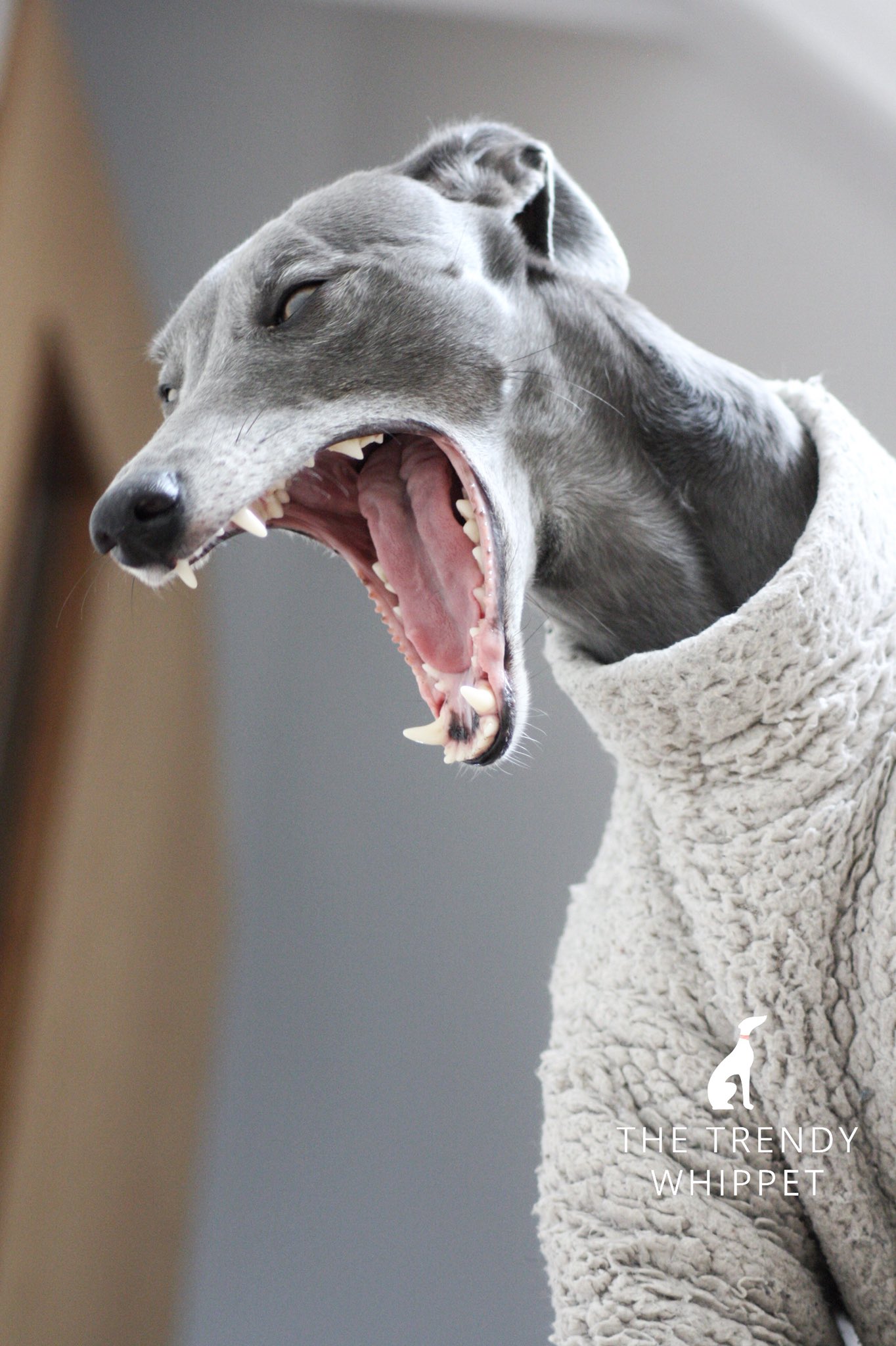 Mad about best sale whippets
