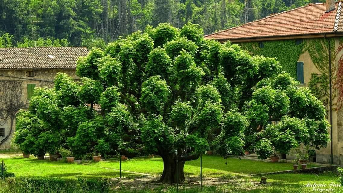 A Rocca Malatina, nel comune di Guiglia, sempre nel modenese, c’è uno dei più begli ippocastani d’Italia... 🌳

Buongiorno a tutti! 😊

Ph Antonio Fino