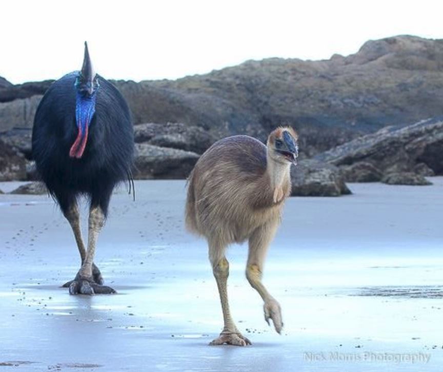 Dean_R_Lomax's tweet image. Cassowaries taking a stroll on the beach.

Just your Monday morning reminder that #BirdsAreDinosaurs 

📸 Nick Morris