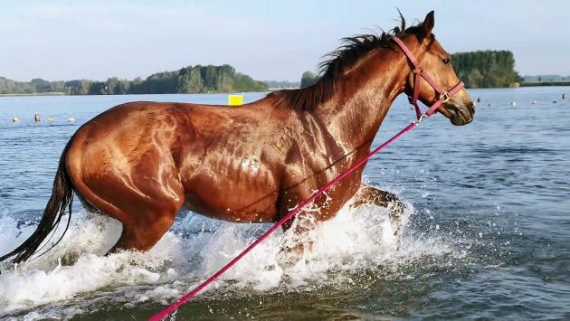 Meet the racehorse trainer who lunges her horses in the sea bit.ly/2ZeBDBB