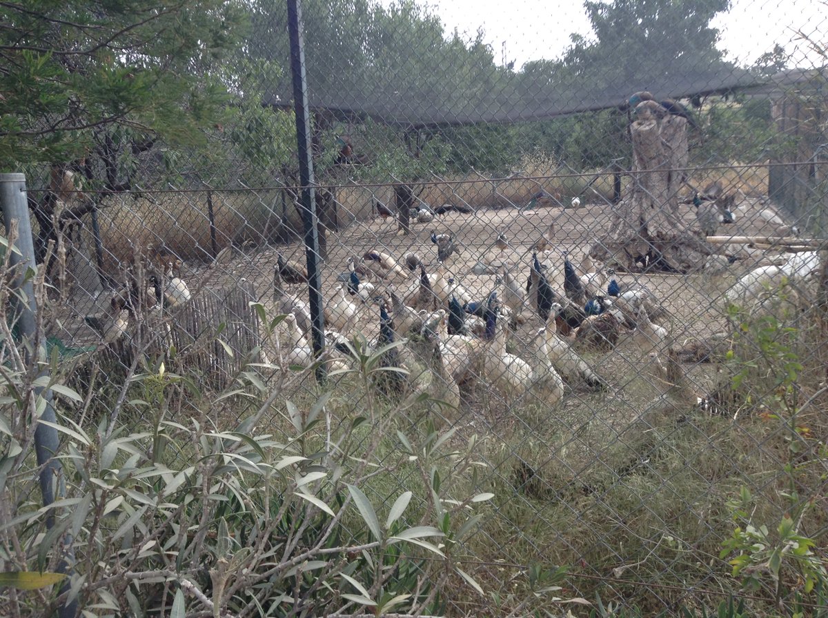 dibbdibb tweet media