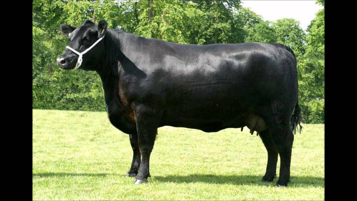 Happy National Black Cow Day apparently! #nationalblackcowday