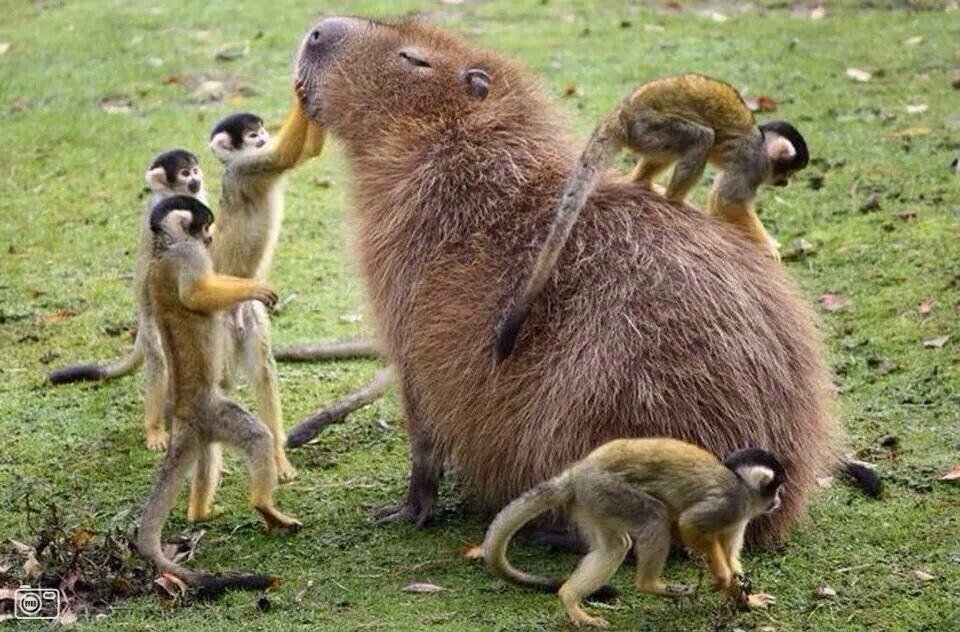 dave__whiteside's tweet photo. They say that we get by with a little help from our friends.
So, in this week's instalment of "Mondays are tough, so here are a bunch of cute animal pics": Monkeys and capybaras. One of nature's dream teams. https://t.co/QhUEqgPQjc