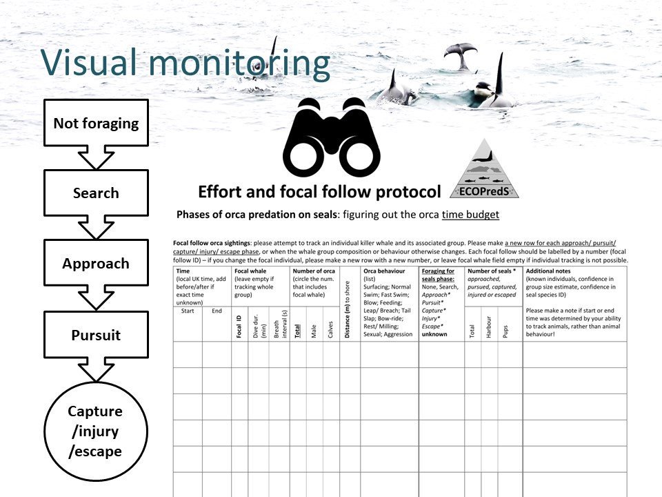 Ahoy friends of marine mammals in Scotland! Do you spend time watching killer whales? Then our recording forms may be for you. Check out our #CitizenScience project at ecopreds.wordpress.com/citizen-scienc… #ECOPredS