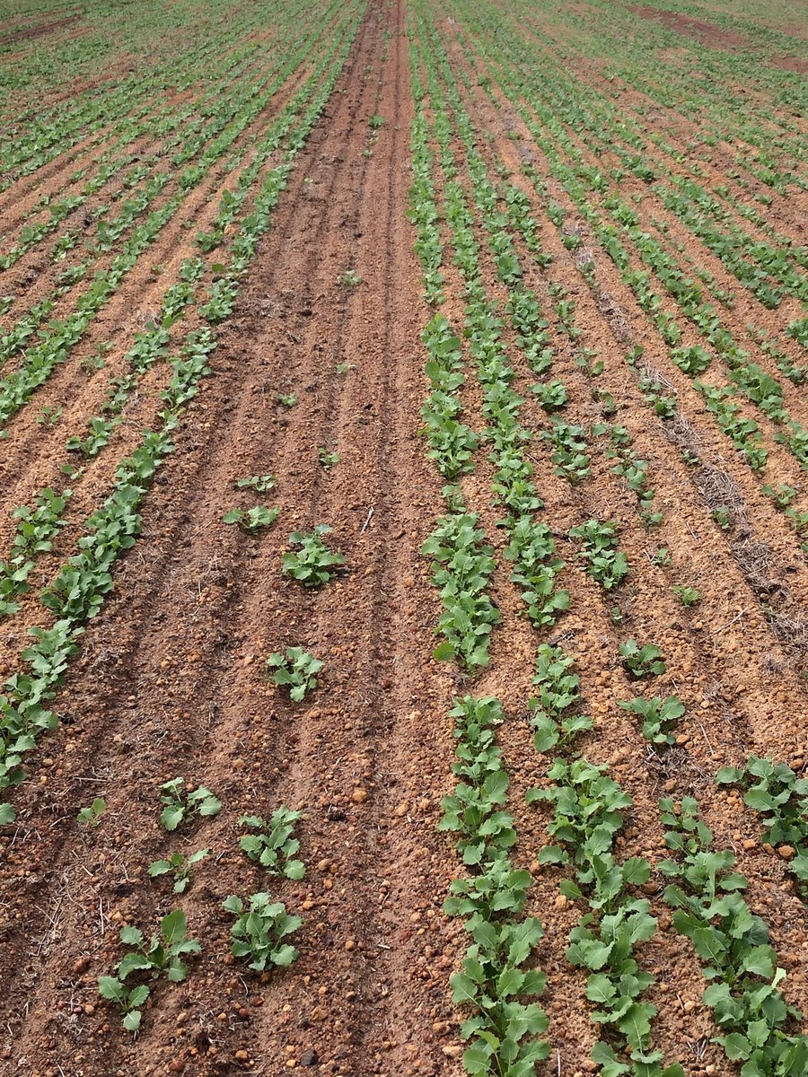 stuart_hocking's tweet image. Looks like a seeding block hey. It’s not. This is non wetting gravel that we ploughed with a Grizzly Tiny 4 years ago. Bare strip is edge of Grizzly that didn’t incorporate non wetting gravel properly.