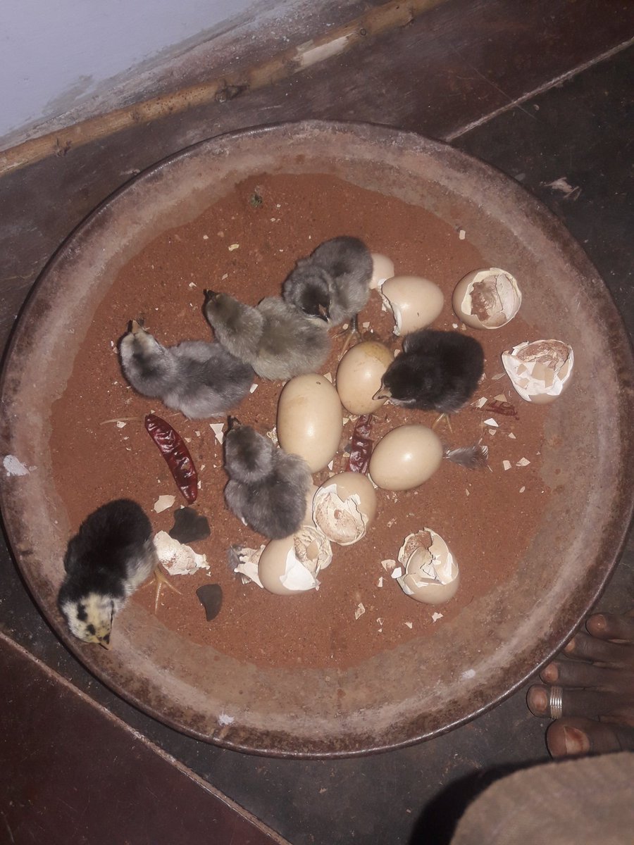 எங்க வீட்டு கோழி குஞ்சுகள்
👇😍😍
