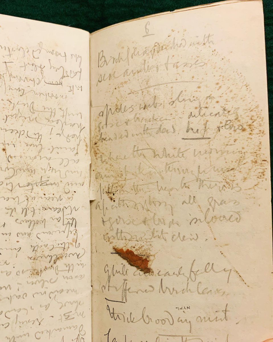Haunting pages from the field journals of the poet Edward Thomas (1880-1917), with which I sat down at the Berg Collection yesterday. Ghost-prints of flowers picked 112 yrs ago; the tracery-work of pressed birch leaves, the vividness of field-notes (“glow-worm loaded with gold”).