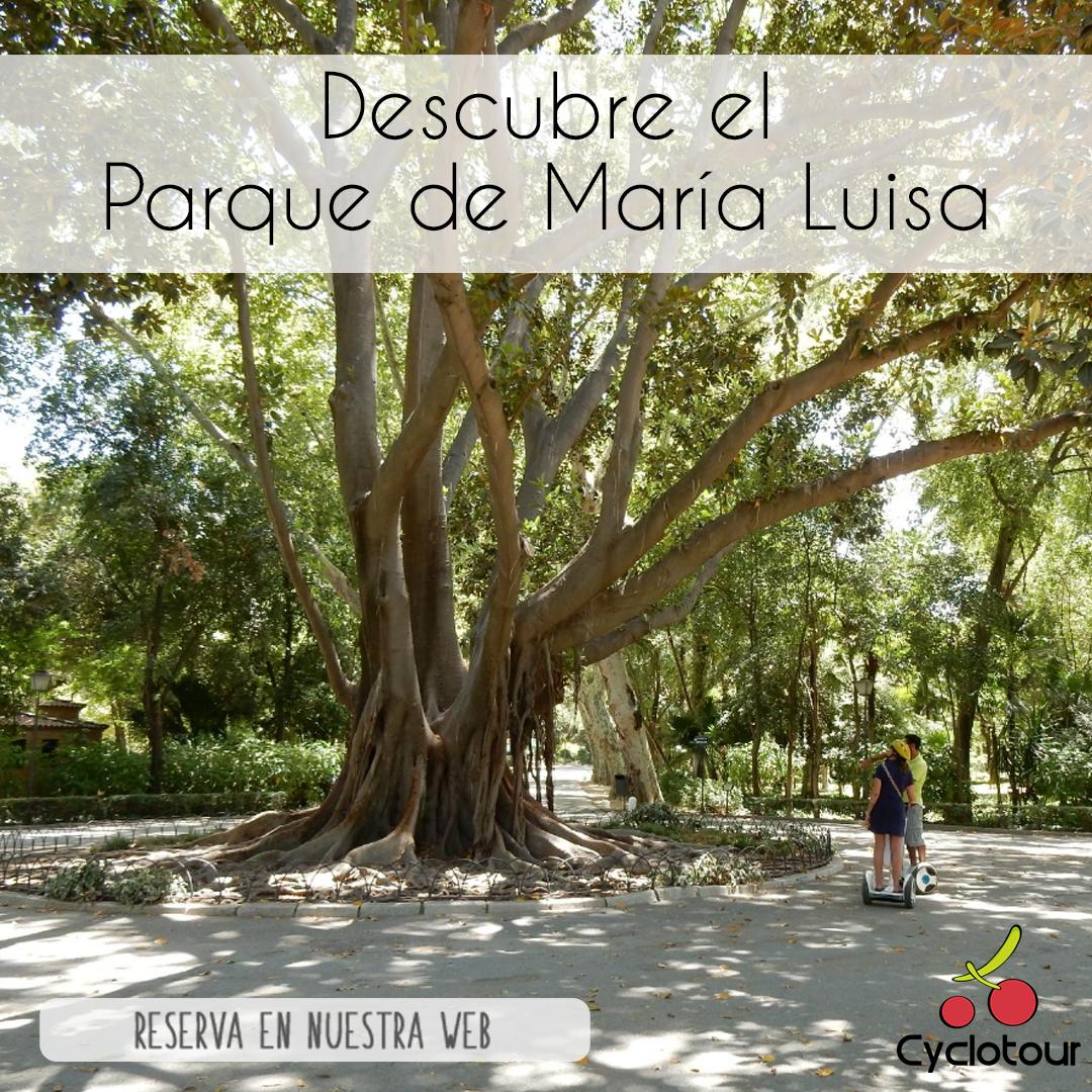 cyclotour's tweet photo. ¿Eres todo un aventurero? Recorre el Parque de María Luisa, adentrándote en la naturaleza siguiendo las sendas cubiertas por más de 100 especies distintas de árboles. 
¡Atrévete a vivir una aventura natural! 
☎️ 955 321 721
📩 cyclotour@cyclotour.es
😉 https://t.co/vHv2lEYQLx https://t.co/4pj7Vzfn3Z