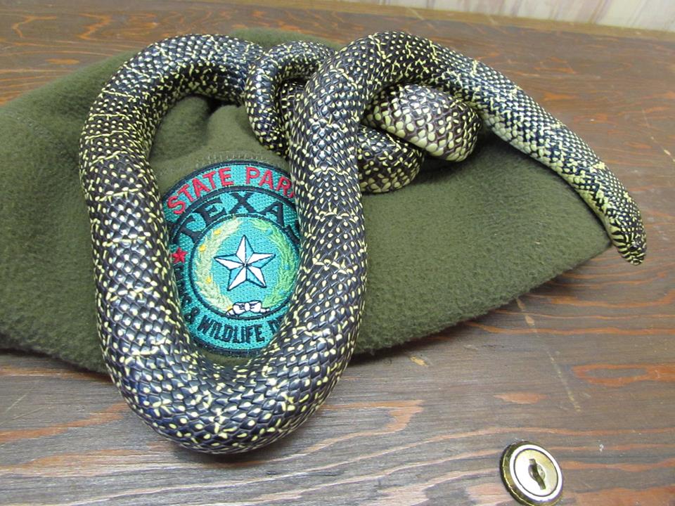 RayRobertsLake's tweet photo. Cold blooded killers or misunderstood reptiles? Join a ranger June 15th for a fun and informative talk to learn about snakes. Afterwards, those brave enough will be able meet one of our friendly (non-venomous) snakes up close! Meet at Isle Du Bios Lost Pines Amphitheater @ 10AM. https://t.co/UVMxUaSPi8