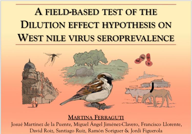 FiguerolaLab's tweet photo. On the second day @sev_virologia Congress and @GlobalVirusNews international meeting #SEVGVN2019 in #BCN @M_Ferraguti will talk about #dilutioneffect #hypothesis on WNV at 18:15h.
Don´t miss it!!! https://t.co/DBQ4TXLigq
