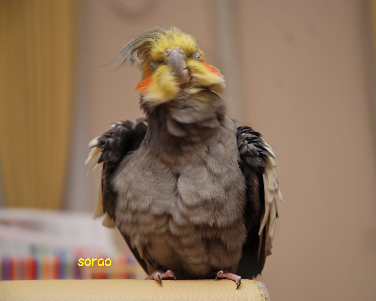 鳥は面白い 鳥は面白い