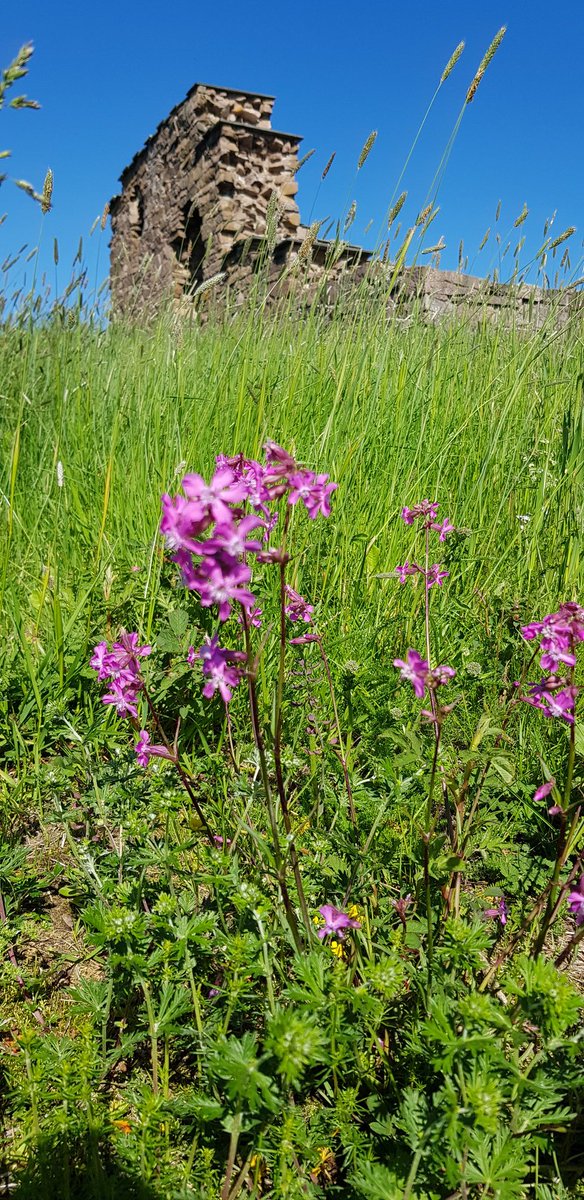 amvikla's tweet photo. Sykkel langs Maridalsvannet med engtjærblomst og Margaretakirkeruin! https://t.co/gPcl2NLzA8