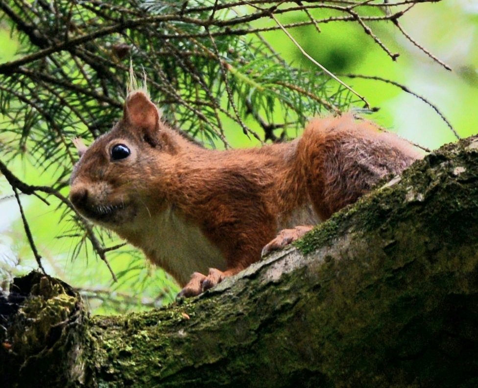 WLaois's tweet photo. A Squirrel keeping an eye on me in Durrow woods.
@Irishwildlife @BioDataCentre @treegreenwood @WildFactFriday @RickyWhelan @RedSquirrelsNI https://t.co/xtjumPE34O