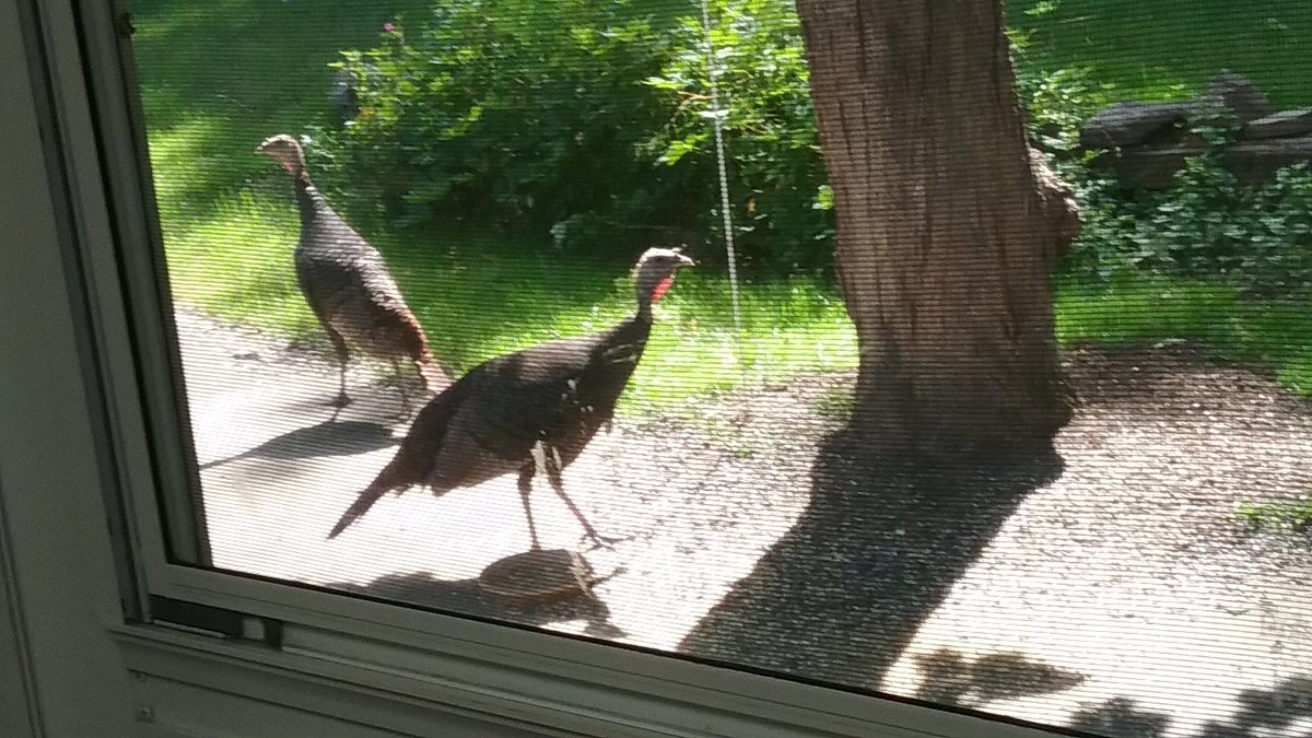 Kimmature's tweet image. #WhyIWork ....
Birdseed. 😁

@TheMotels.  @MavrocksGirl