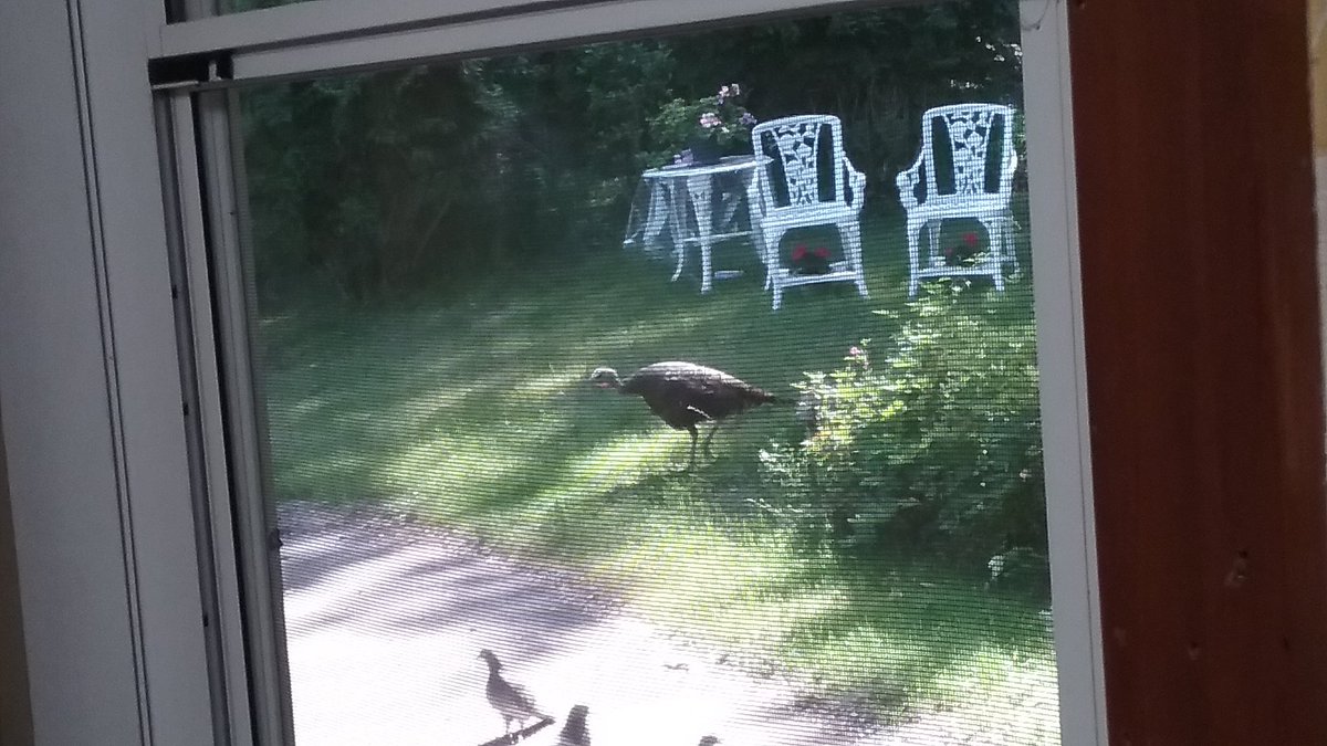 Kimmature's tweet image. #WhyIWork ....
Birdseed. 😁

@TheMotels.  @MavrocksGirl