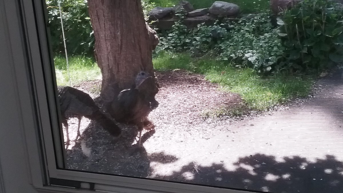 Kimmature's tweet image. #WhyIWork ....
Birdseed. 😁

@TheMotels.  @MavrocksGirl