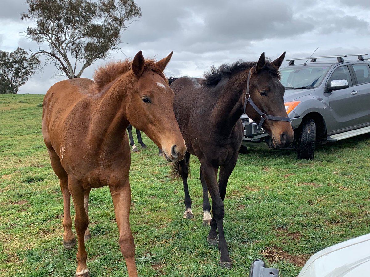 langbrosracing's tweet image. Really excited to check in on the next generation of race fillies ⁦@RedbankNorth⁩ today . Our STAR WITNESS (chestnut) and ALL TOO HARD (brown) yearlings will head back into pre training next week before joining the Canberra stable of Keith Dryden #solidfoundationforsuccess