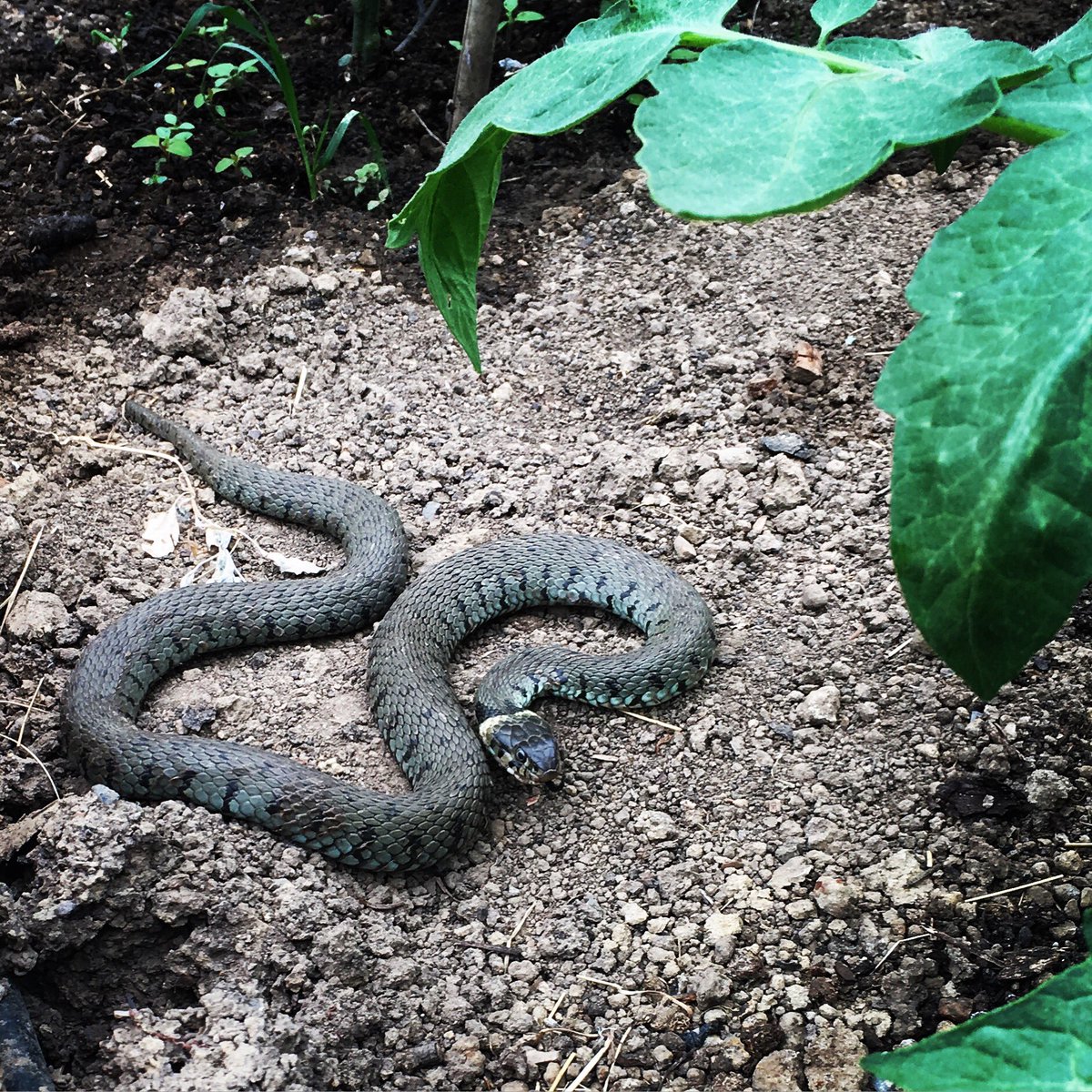 Today at Upper Lodge: Surprised a grass snake in the polytunnel #sussex #wildlifefriendlygardening