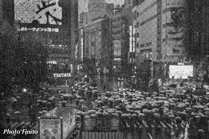 傘の花畑 傘の花畑
