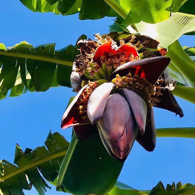 We grow so many bananas in our organic garden. We are hoping that from next year we won’t have to buy any bananas at all. How amazing is that?! ・・・
Delicious 😋 beautiful #banana flowers and #fruit 🍌 busy growing so divinely - thank you 🙏🏽 Mother Gaia for our garden of ed…