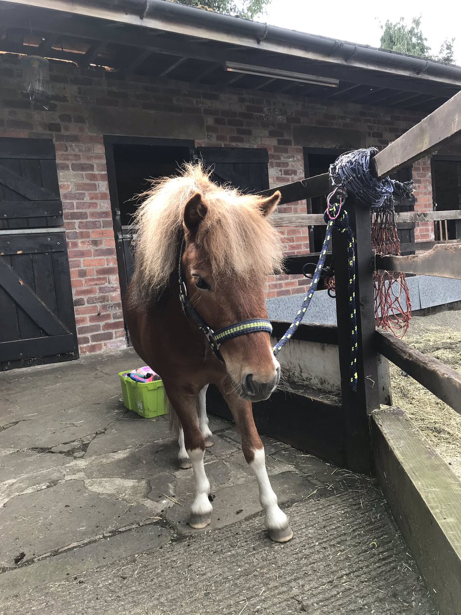 Rabbitminiature's tweet photo. Tony looking all dapper after a wash and brush up #redtobiano #colt #americanminiature #handsome #tinypony #tonyfootballingpony https://t.co/6G0ZWwFPQh