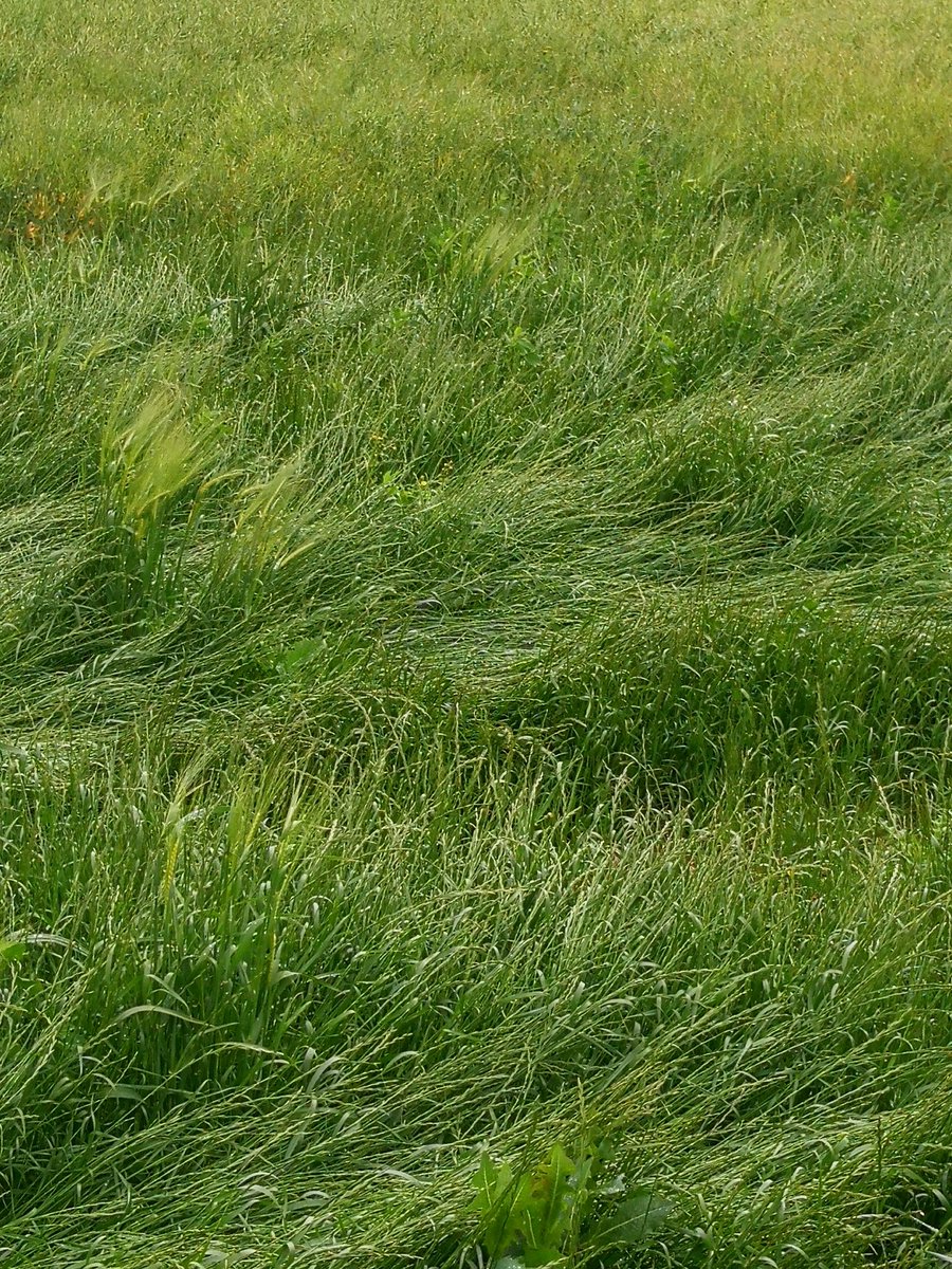 planglois45's tweet photo. Avec la réduction des #phytos efficaces et les limites de l agronomie, plus beaucoup de solutions pour le #raygras dans les cas extrême on detruit ce qui reste de la culture ! ça promet pour l avenir !! https://t.co/oOh2h0S6WI
