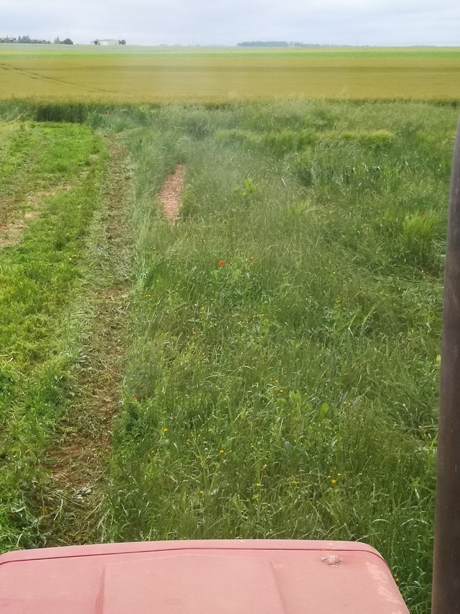 planglois45's tweet photo. Avec la réduction des #phytos efficaces et les limites de l agronomie, plus beaucoup de solutions pour le #raygras dans les cas extrême on detruit ce qui reste de la culture ! ça promet pour l avenir !! https://t.co/oOh2h0S6WI