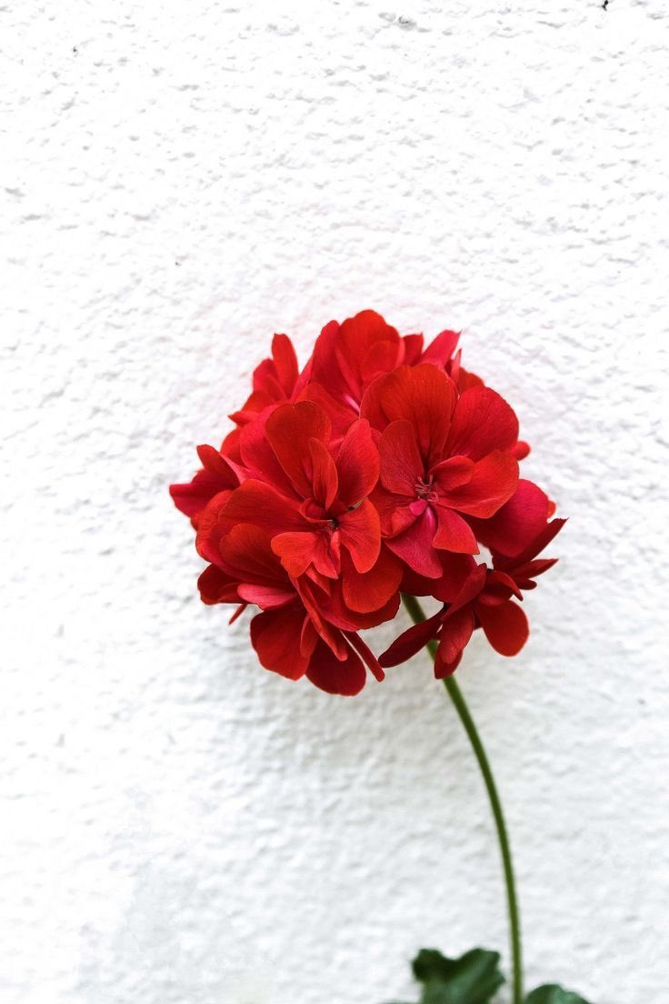 themiddleco's tweet image. “You are built not to shrink down to less but to blossom into more.” - Oprah Winfrey 
No matter how down in the dirt you are, you can always get back up. Just like a flower, they have dirt in their roots but yet they still grow, they still bloom. #MondayMotivation