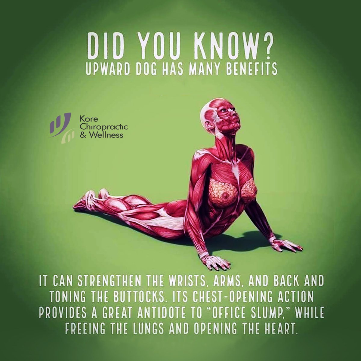 Did you know? 
#UpwardDog has many benefits...

It can strengthen the wrists, arms, and back and toning the buttocks. Its chest-opening action provides a great antidote to 'Office slump,' while... bit.ly/2EZIhE4 @KoreChiro

💪 #DKY #stretching #yoga #exercise