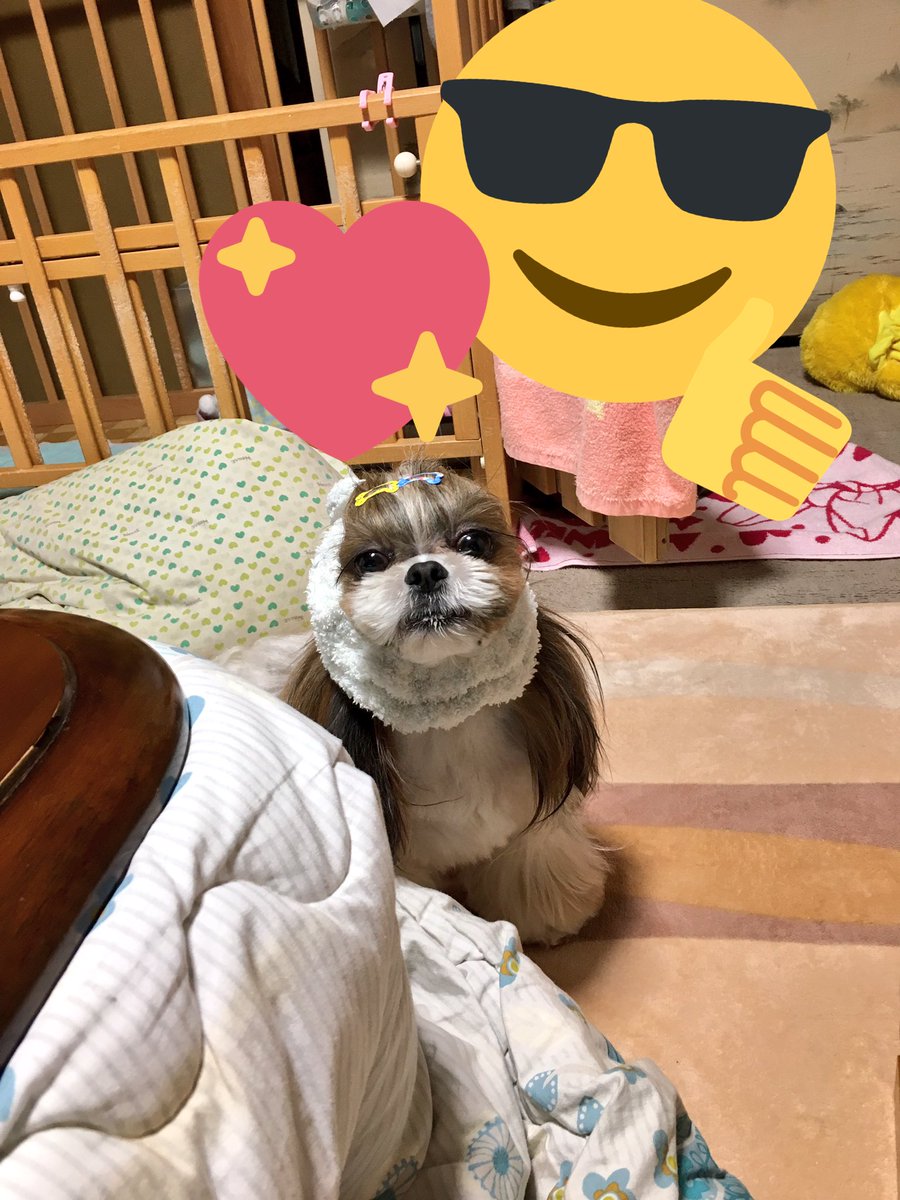 cheri_chanchan's tweet photo. おやつください！ https://t.co/IYrbVTv68q